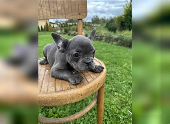 Französische Bulldogge