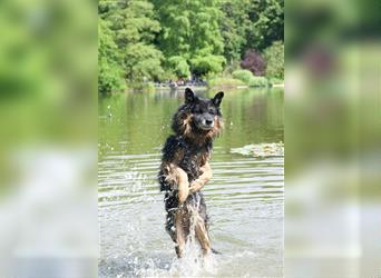 Ruhiges Zuhause für Bruno gesucht