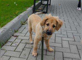 Sally sucht ein liebevolles Zuhause