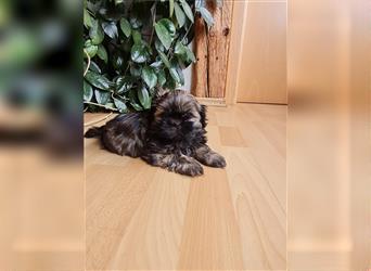 Wunderschöne Shih-tzu Welpen