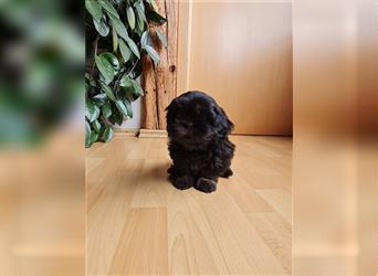 Wunderschöne Shih-tzu Welpen