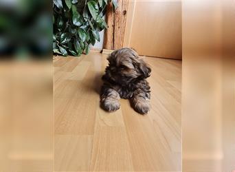 Wunderschöne Shih-tzu Welpen