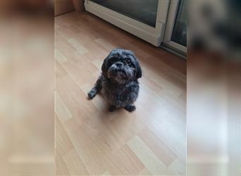 Wunderschöne Shih-tzu Welpen