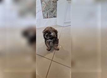 Wunderschöne Shih-tzu Welpen