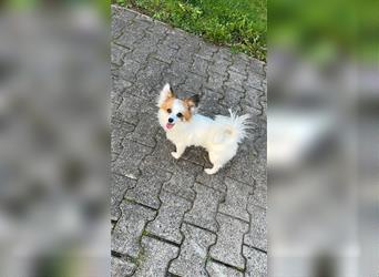 Papillon-Chihuahua-Mix