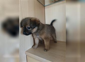 Papillon-Chihuahua-Mix