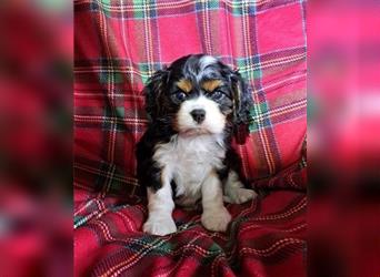 Schöne Cavalier King Charles Welpen zu verkaufen