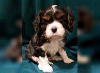 Schöne Cavalier King Charles Welpen zu verkaufen