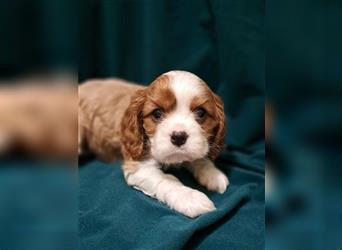 Schöne Cavalier King Charles Welpen zu verkaufen