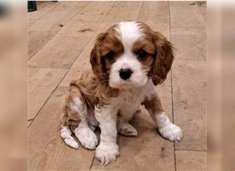 Schöne Cavalier King Charles Welpen zu verkaufen