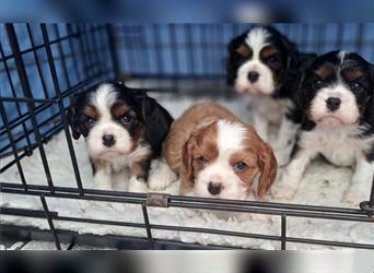 Schöne Cavalier King Charles Welpen zu verkaufen