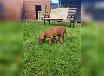 Rhodesian Ridgeback