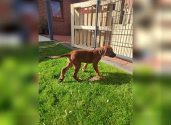 Rhodesian Ridgeback