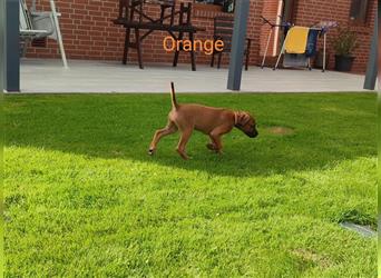 Rhodesian Ridgeback