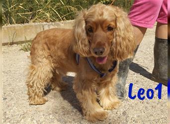 Leo1 09/2017 (ESP) - sehr netter, lebenslustiger und sozialer Cocker-Spaniel