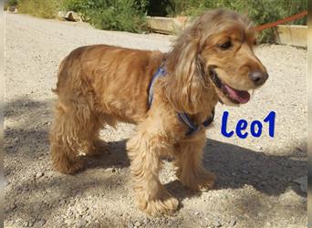 Leo1 09/2017 (ESP) - sehr netter, lebenslustiger und sozialer Cocker-Spaniel