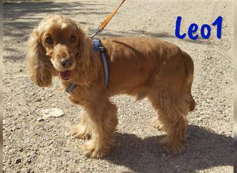 Leo1 09/2017 (ESP) - sehr netter, lebenslustiger und sozialer Cocker-Spaniel