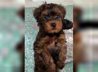 Yorkiepoo -Welpen    2 Jungs 1 Mädchen   12 Wochen     Privat