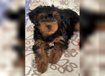 Yorkiepoo -Welpen    2 Jungs 1 Mädchen   12 Wochen     Privat