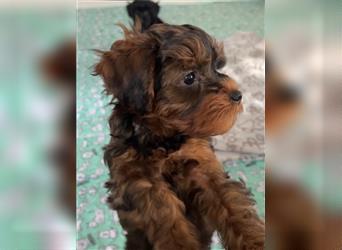 Yorkiepoo -Welpen    2 Jungs 1 Mädchen   12 Wochen     Privat