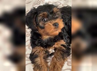 Yorkiepoo -Welpen    2 Jungs 1 Mädchen   12 Wochen     Privat