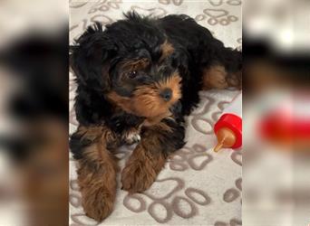 Yorkiepoo -Welpen    2 Jungs 1 Mädchen   12 Wochen     Privat