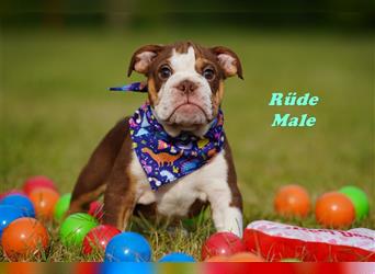 Englische Bulldogge Welpen