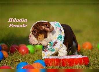 Englische Bulldogge Welpen