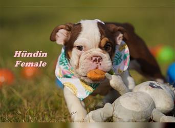 Englische Bulldogge Welpen