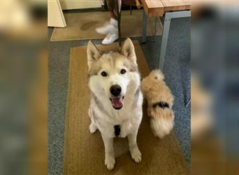 Alaskan Malamute oder Husky(?) sucht liebevolles und aktives Zuhause