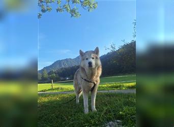 Alaskan Malamute oder Husky(?) sucht liebevolles und aktives Zuhause