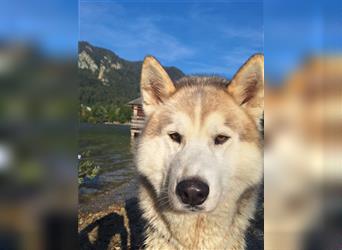 Alaskan Malamute oder Husky(?) sucht liebevolles und aktives Zuhause