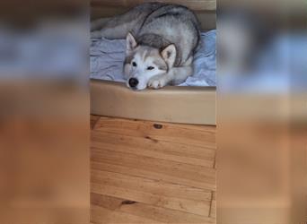 Alaskan Malamute oder Husky(?) sucht liebevolles und aktives Zuhause