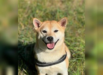 Kokette 3/4 Shiba Inu 1/4 Beagle Hündin Aiko (1,8 Jahre alt)