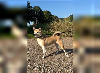 Kokette 3/4 Shiba Inu 1/4 Beagle Hündin Aiko (1,8 Jahre alt)