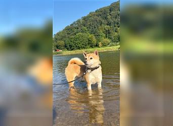 Kokette 3/4 Shiba Inu 1/4 Beagle Hündin Aiko (1,8 Jahre alt)