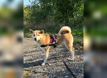 Kokette 3/4 Shiba Inu 1/4 Beagle Hündin Aiko (1,8 Jahre alt)