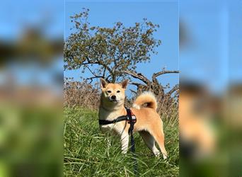 Kokette 3/4 Shiba Inu 1/4 Beagle Hündin Aiko (1,8 Jahre alt)