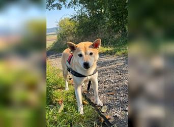 Kokette 3/4 Shiba Inu 1/4 Beagle Hündin Aiko (1,8 Jahre alt)