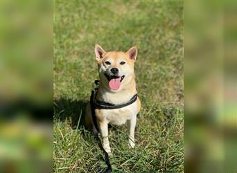 Kokette 3/4 Shiba Inu 1/4 Beagle Hündin Aiko (1,8 Jahre alt)