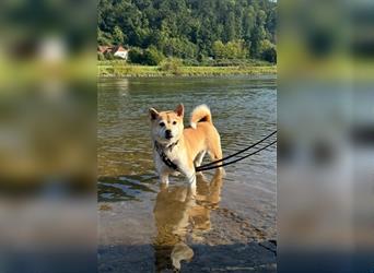 Kokette 3/4 Shiba Inu 1/4 Beagle Hündin Aiko (1,8 Jahre alt)