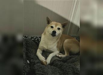 Kokette 3/4 Shiba Inu 1/4 Beagle Hündin Aiko (1,8 Jahre alt)