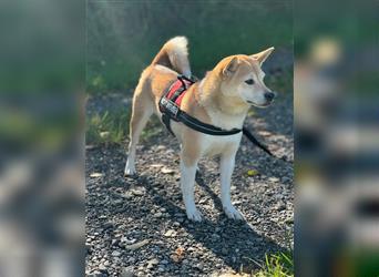 Kokette 3/4 Shiba Inu 1/4 Beagle Hündin Aiko (1,8 Jahre alt)