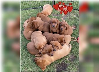 Labrador Welpen in der Farbe Dark Foxred und Foxred