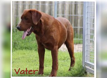 Labrador Welpen in der Farbe Dark Foxred und Foxred