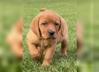 Labrador Welpen in der Farbe Dark Foxred und Foxred