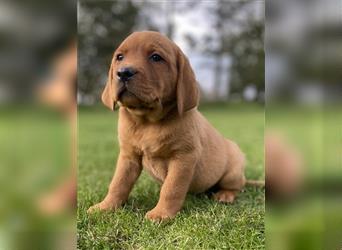 Labrador Welpen in der Farbe Dark Foxred und Foxred