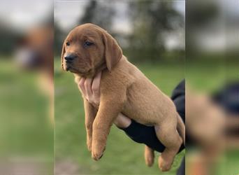 Labrador Welpen in der Farbe Dark Foxred und Foxred