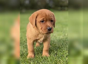 Labrador Welpen in der Farbe Dark Foxred und Foxred