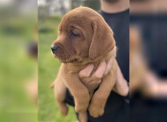 Labrador Welpen in der Farbe Dark Foxred und Foxred